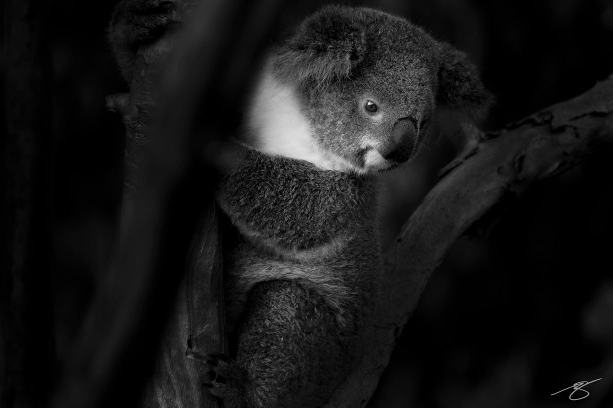 Koala Bear