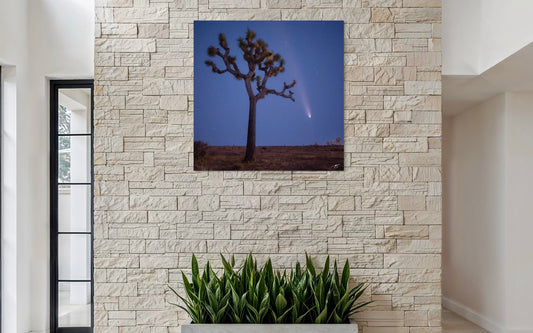 Canvas print of a Joshua tree with a comet in the sky on a stone wall.