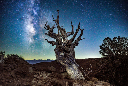 Milky Way over ancient bristlecone pine tree in California’s White Mountains, fine art night sky photo by Beau Jesse Johnston.