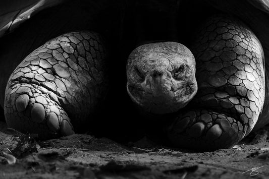 Black and white close-up of a tortoise’s face and textured shell — fine art wildlife portrait by Beau Jesse Johnston.