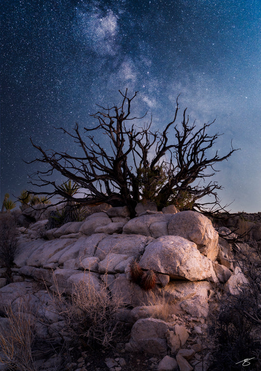 Milky Way above a twisted desert tree and granite rocks — fine art nightscape photography by Beau Jesse Johnston.
