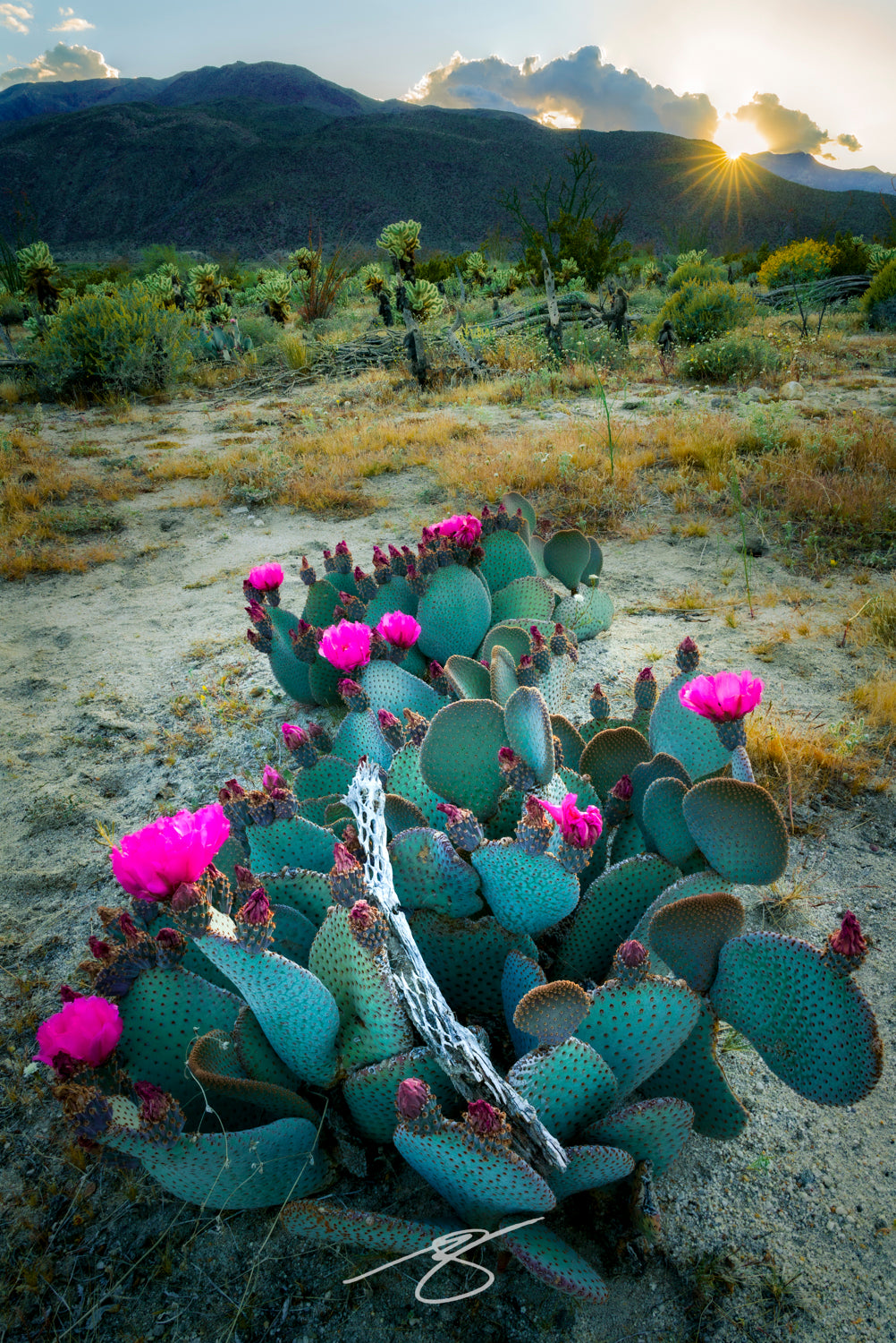Magenta cactus flowers glowing in golden desert light beneath mountains in Anza-Borrego Desert State Park.