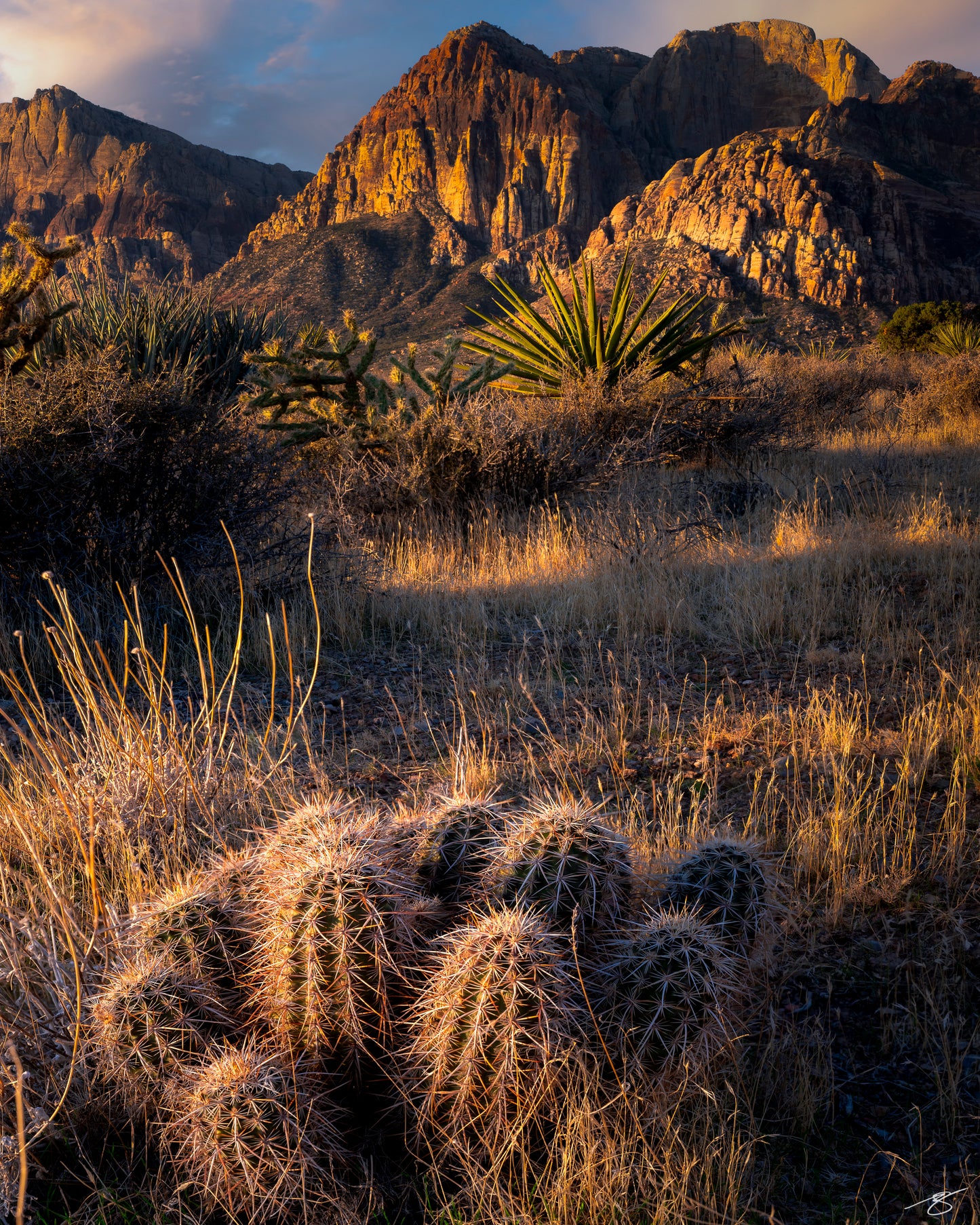 Golden light over cacti and Red Rock Canyon cliffs, fine art desert landscape photography by Beau Jesse Johnston.