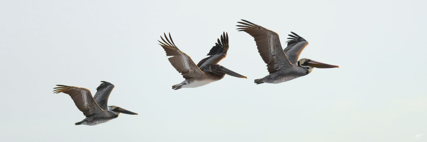 Three pelicans flying in formation over the ocean, fine art wildlife photography by Beau Jesse Johnston, coastal wall art.