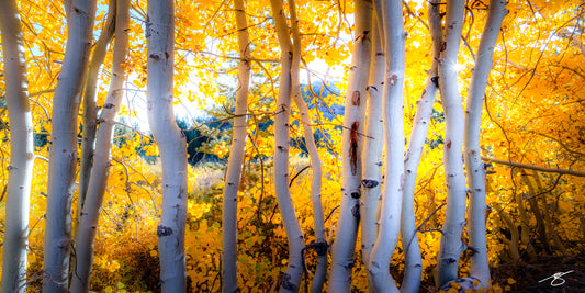 Golden aspen trees glowing in sunlight during autumn in California’s Eastern Sierra, fine art photo by Beau Jesse Johnston.