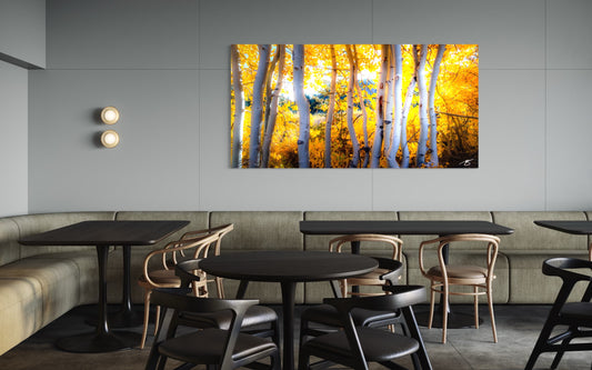 Golden Veil – Aspens in Autumn Light