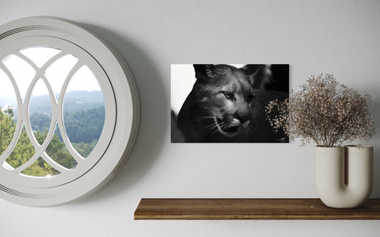 Through the Shadows – Spirit of the Wild