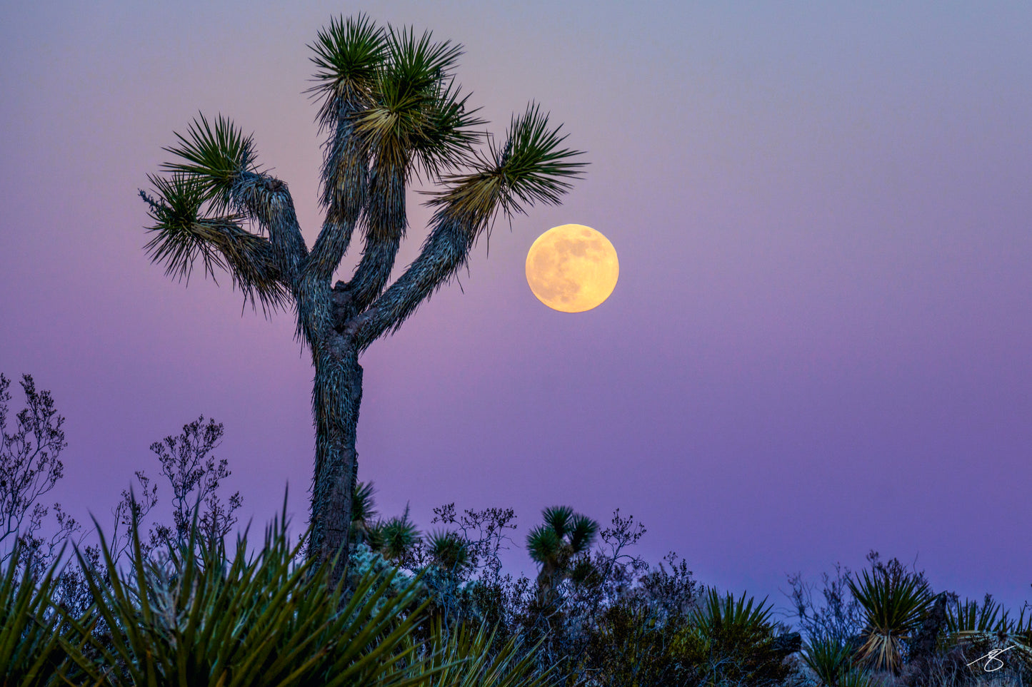 Full moon rising beside a Joshua tree against a purple twilight sky in the Mojave desert