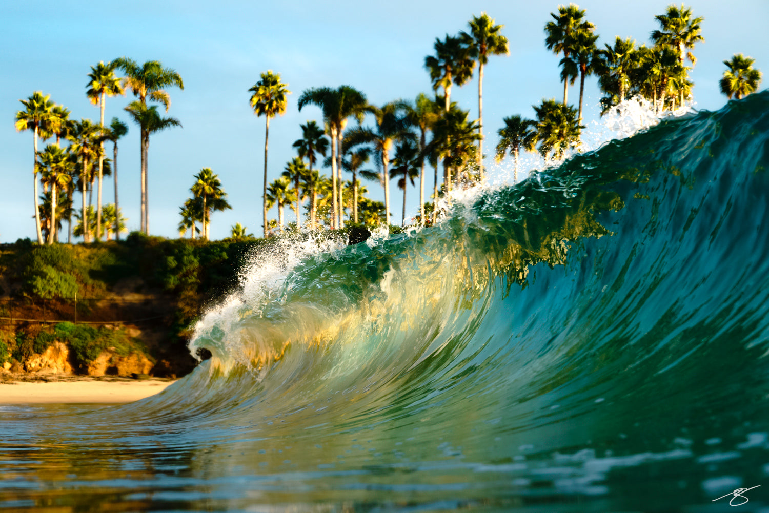 Breaking wave glowing in golden light with palm trees in the background at Laguna Beach, California.