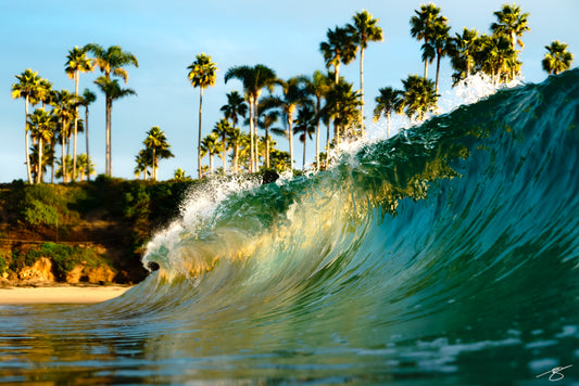 Breaking wave glowing in golden light with palm trees in the background at Laguna Beach, California.