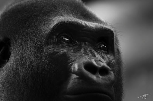 Black and white gorilla portrait — fine-art wildlife photograph by Beau Jesse Johnston.