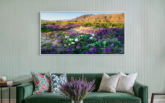 Spring wildflowers blanket Anza-Borrego in vibrant purple and white blooms at sunrise. A rare desert super bloom captured in vivid fine art detail.
