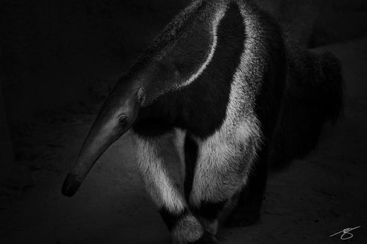 Black and white portrait of an anteater in soft light — fine art wildlife photography print by Beau Jesse Johnston.