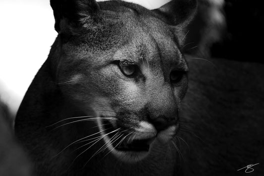 Black and white close-up portrait of a mountain lion captured in soft shadow — fine art wildlife photo by Beau Jesse Johnston.