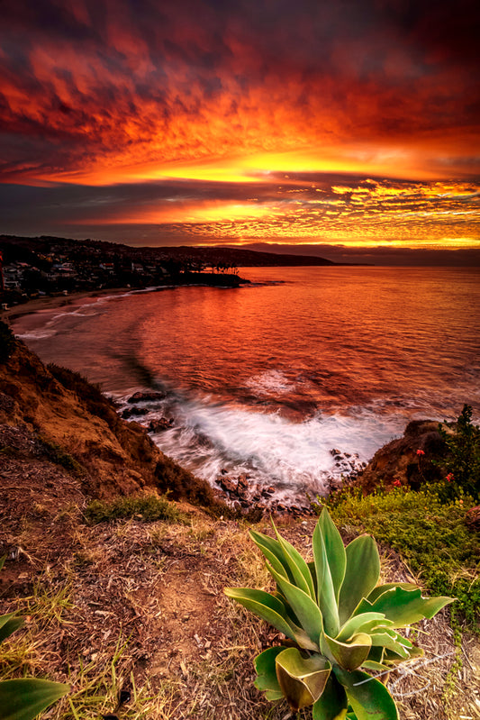 Fiery sunset over a calm ocean cove, long-exposure surf at the base of a cliff with an agave plant in the foreground; coastal fine art photograph
