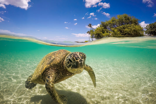 Split-level photo of a green sea turtle swimming in clear turquoise shallows with palm trees and blue sky above; tropical ocean fine art print