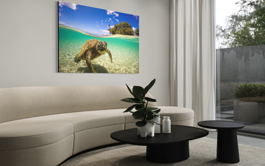 Honu in the Shallows — Sea Turtle Fine Art Photography Print