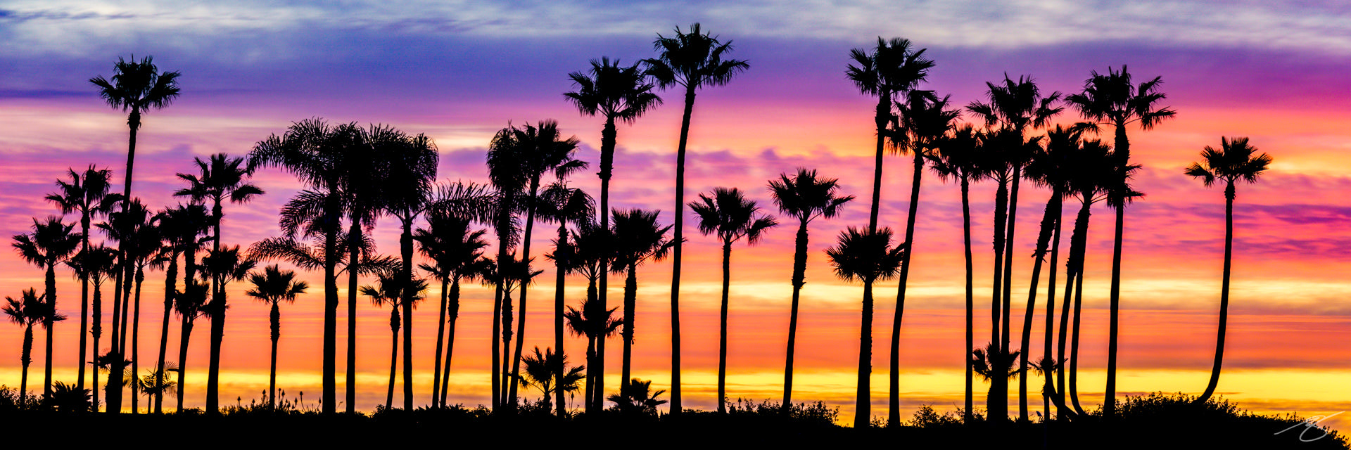 Panoramic silhouette of tall palm trees against vivid purple, pink, and orange sunset sky along the California coast; tropical fine art wall print