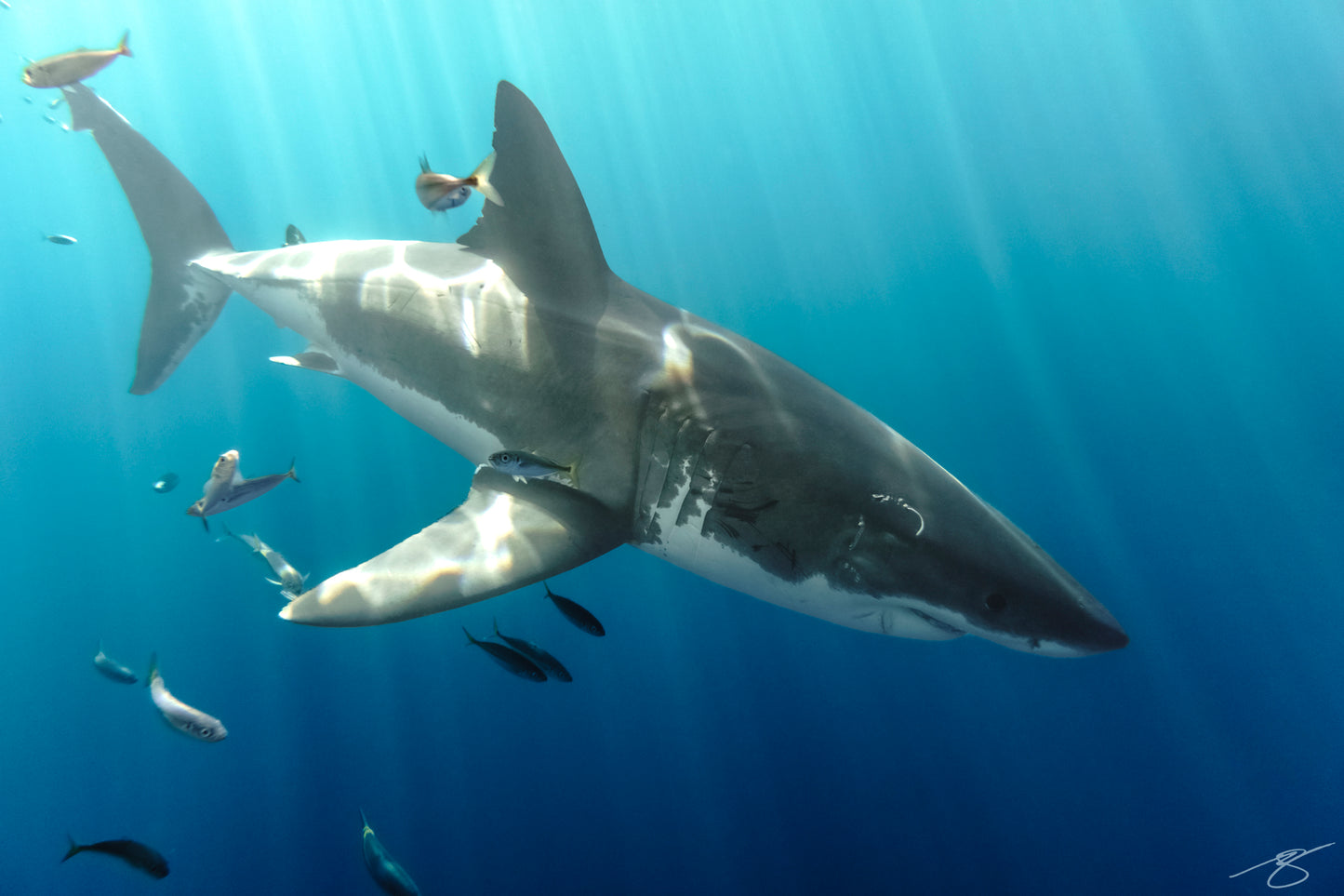 Underwater photo of a great white shark swimming through blue sunbeams with small fish around it; dramatic ocean wildlife fine art print
