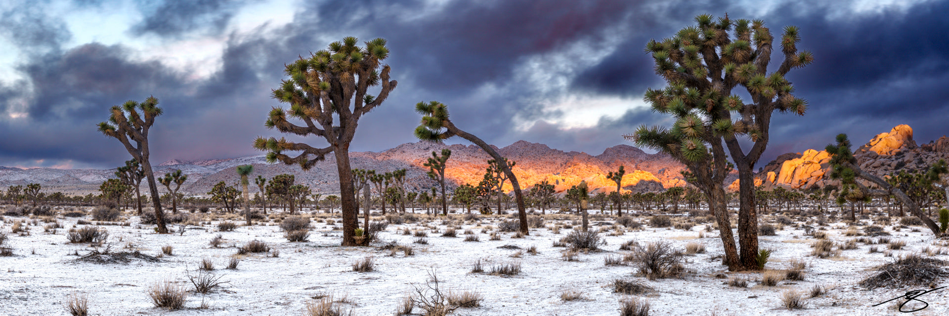 Panoramic winter scene in Joshua Tree National Park with snow-dusted desert floor, storm clouds, Joshua trees, and sunlit granite boulders glowing on the horizon
