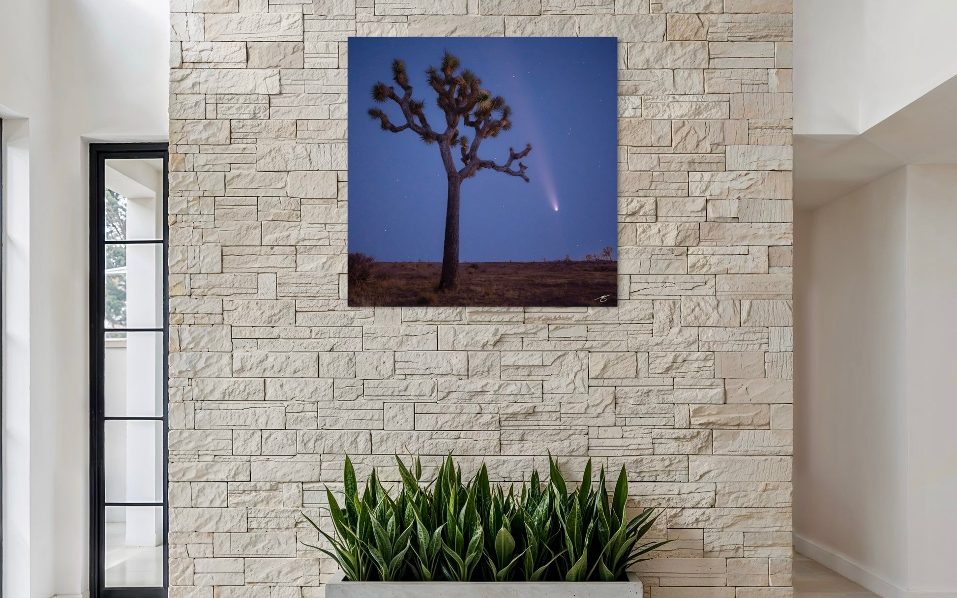 Canvas print of a Joshua tree with a comet in the sky on a stone wall.