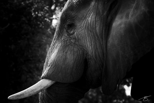 Black and white elephant portrait — fine-art wildlife photography by Beau Jesse Johnston.