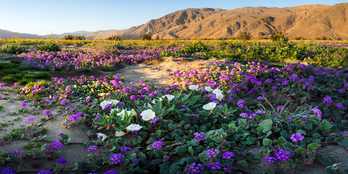 Vibrant Anza-Borrego super bloom featuring purple sand verbena and white dune primrose glowing in early sunrise light, with rugged desert mountains in the background. A rare spring wildflower landscape captured in vivid fine art photography.