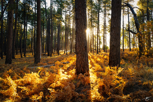 A serene forest landscape at sunrise with light streaming through tall Ponderosa pine trees. Golden autumn ferns glow across the forest floor as long shadows stretch toward the viewer. Warm morning light creates a peaceful, nature-inspired fine-art scene.