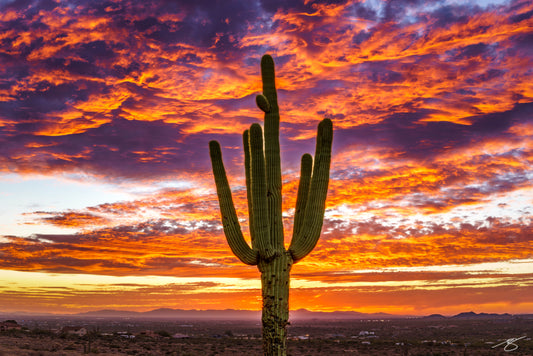 Saguaro Burning