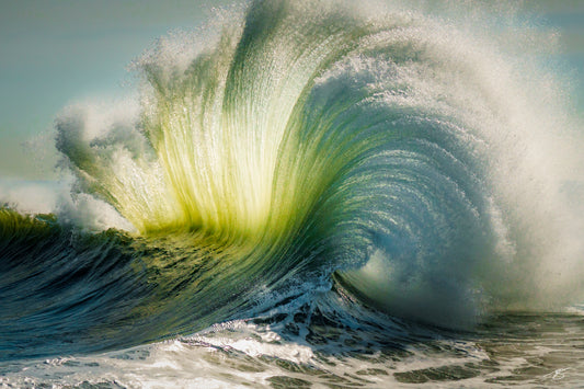 Ocean Bloom