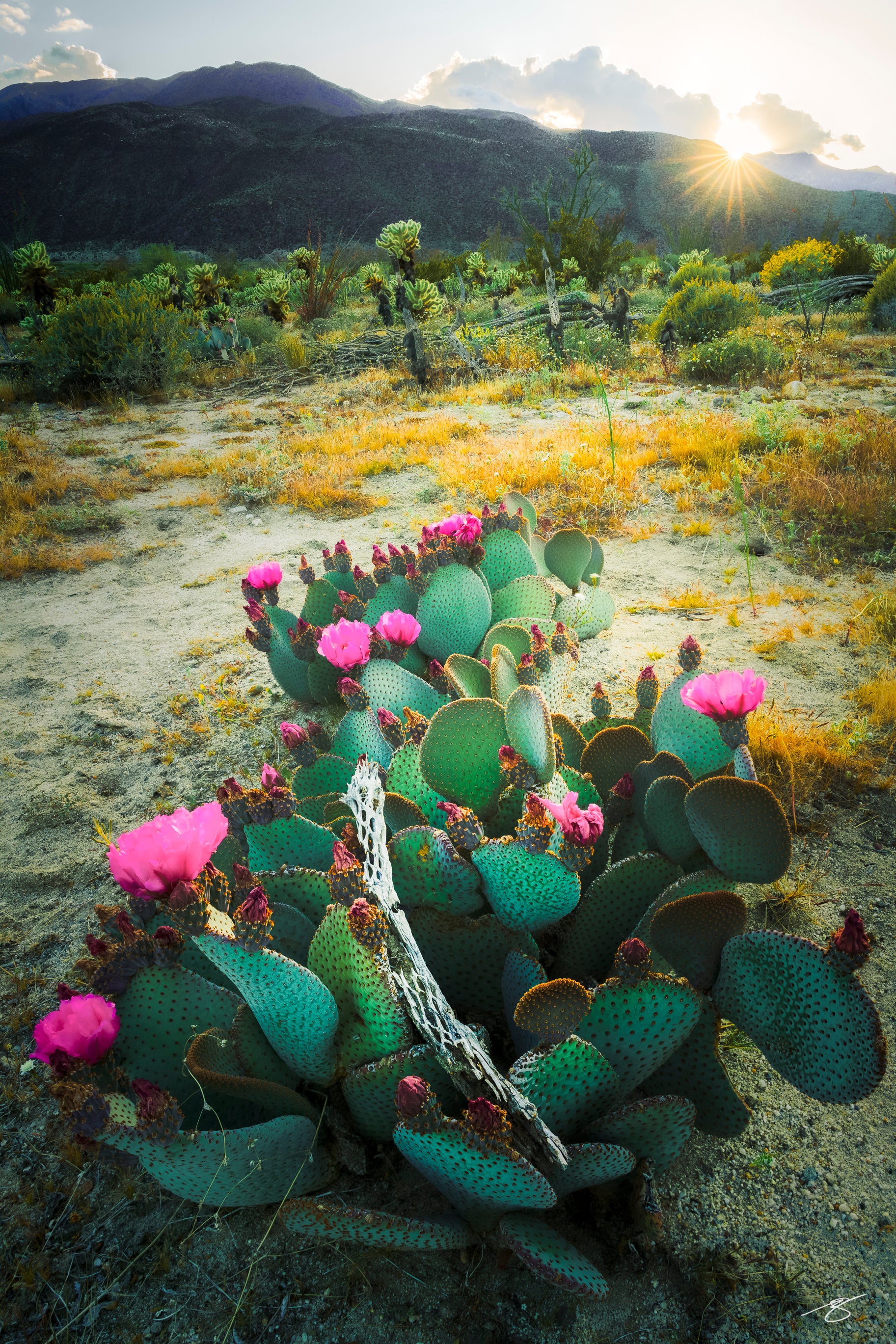 Fine art photo of a blooming beavertail cactus with vivid pink flowers illuminated by sunrise. Surrounded by desert vegetation, golden grasses, cholla, and a mountain backdrop under soft morning light in the Sonoran Desert.