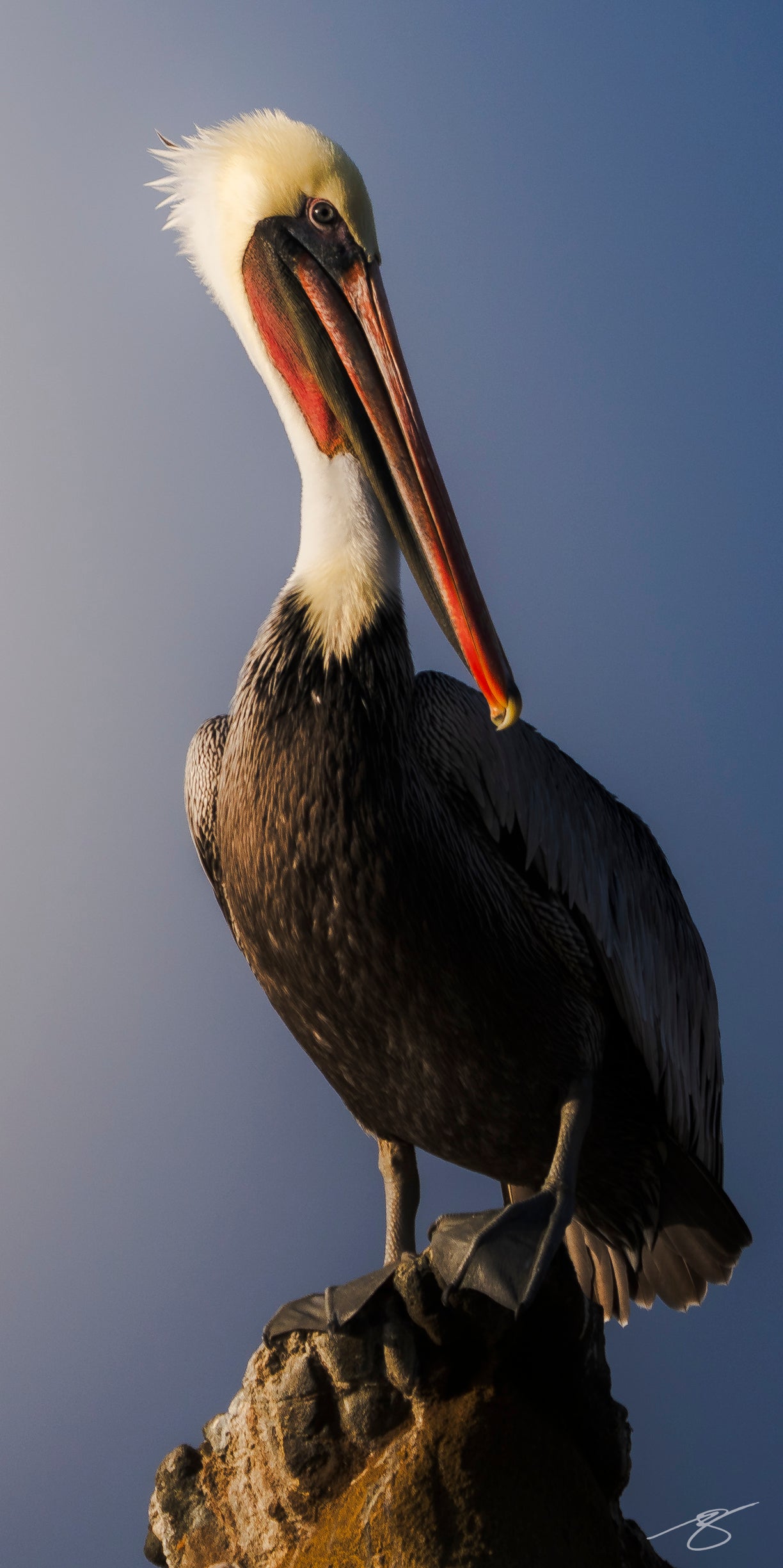 Brown pelican perched on a coastal rock at sunset, showing detailed feathers, colorful bill, and soft coastal light against a smooth sky.