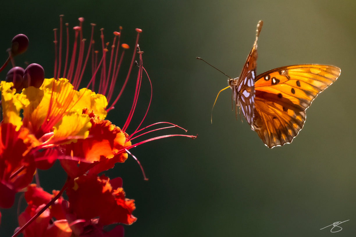 A close-up wildlife photograph of a butterfly in mid-flight approaching a vivid red and yellow desert flower. The butterfly’s translucent orange wings glow in warm light while fine floral details create a colorful, dynamic macro nature scene.