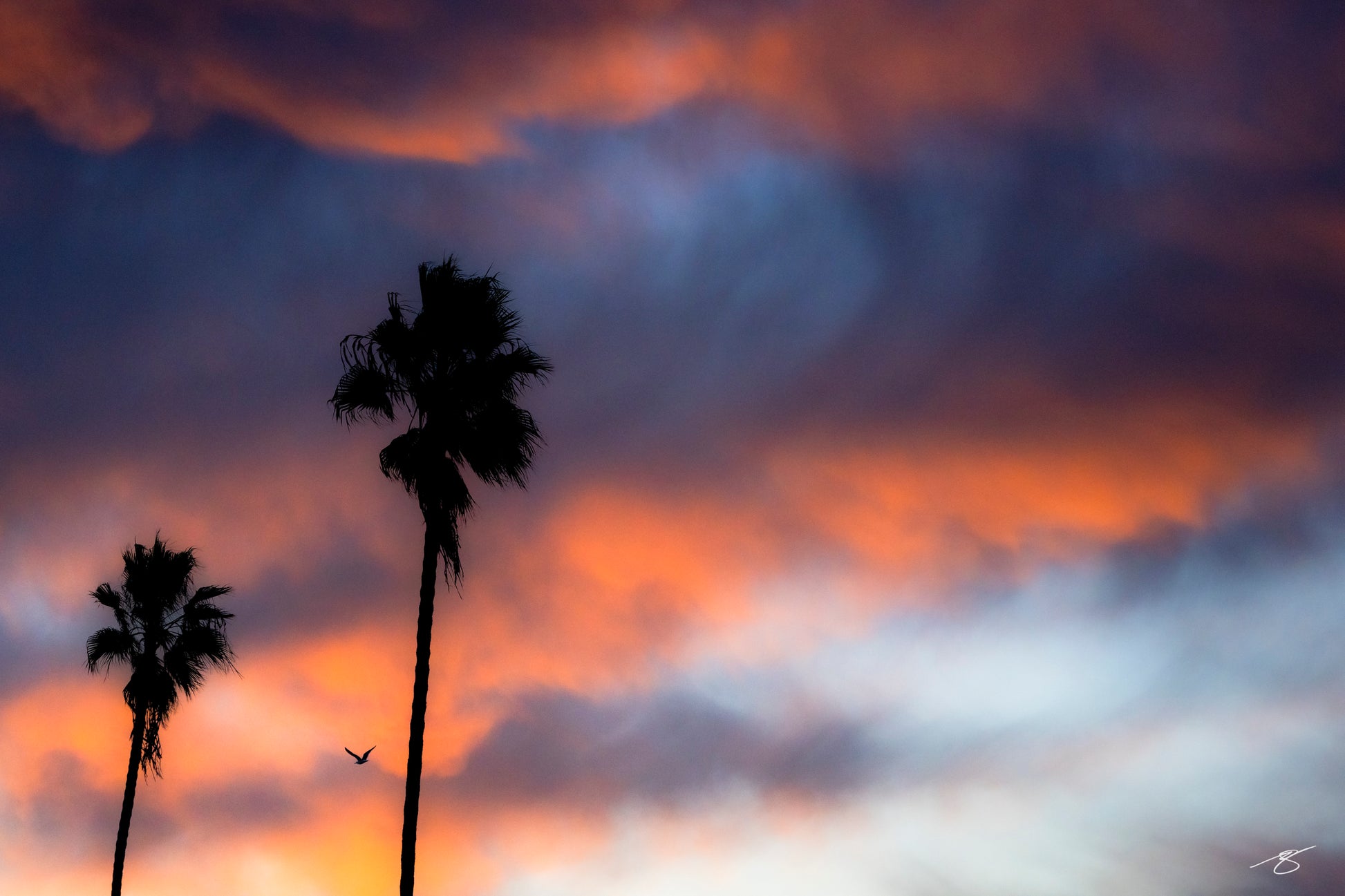 Vivid California coastal sunrise featuring dramatic orange and blue clouds, tall silhouetted palm trees, and a lone bird in flight. A serene, minimalist fine art landscape capturing the peaceful beauty of early morning.