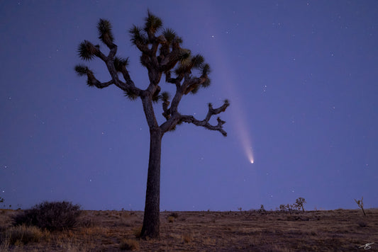 Comet glowing above Joshua Tree in starlit desert sky, fine art night photography by Beau Jesse Johnston.