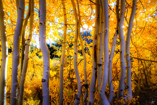 Aspen Trees (Pumpkin Spice Edition)