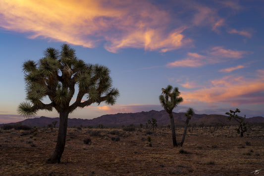 High Desert Sunset