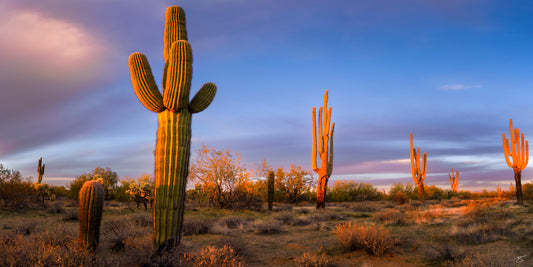 Sonoran Glow