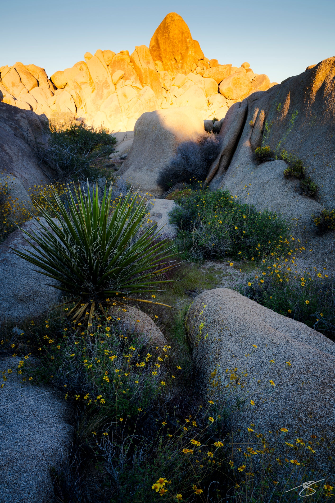 Joshua Tree sunrise with wildflowers and desert rocks – fine-art landscape photography by Beau Jesse Johnston.