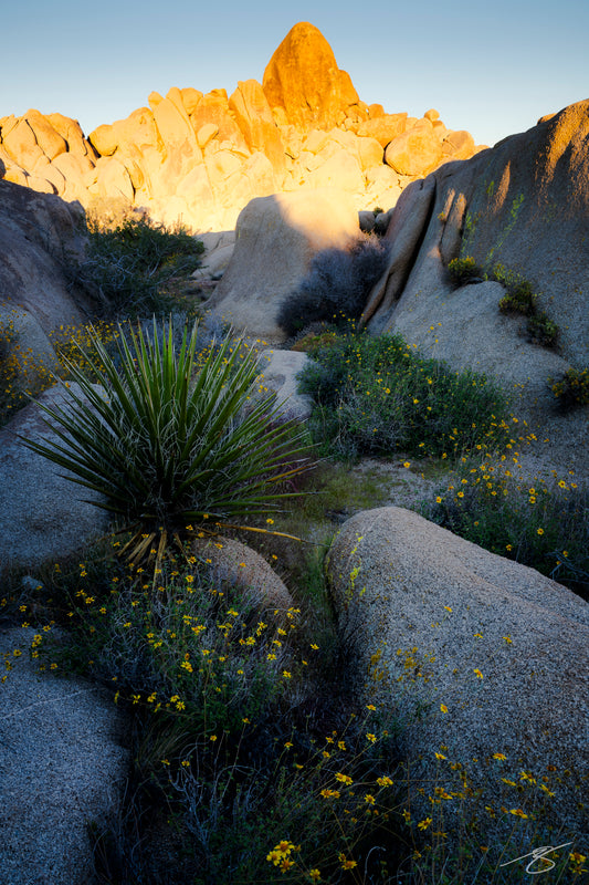 Joshua Tree sunrise with wildflowers and desert rocks – fine-art landscape photography by Beau Jesse Johnston.