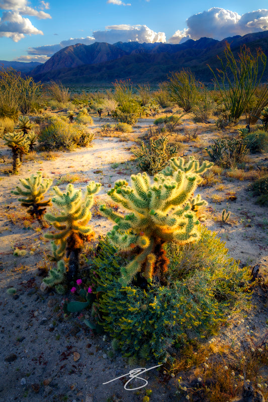 Golden cholla cactus glowing in sunset light across Anza-Borrego Desert State Park, California.