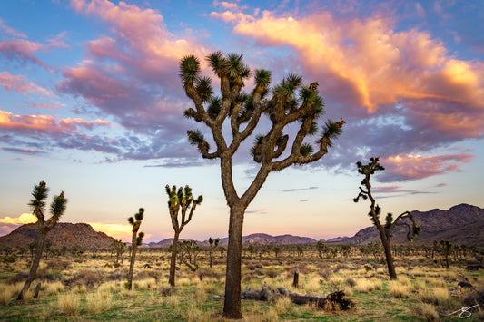 Sunset over Joshua Trees in the Mojave Desert with glowing pastel clouds above the desert landscape.