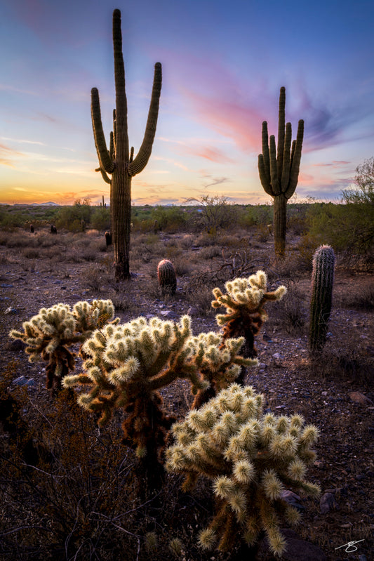 Sunset over Sonoran Desert with glowing cholla and tall saguaros, fine art desert landscape by Beau Jesse Johnston.