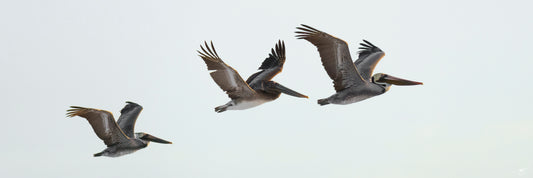 Three pelicans flying in formation over the ocean, fine art wildlife photography by Beau Jesse Johnston, coastal wall art.
