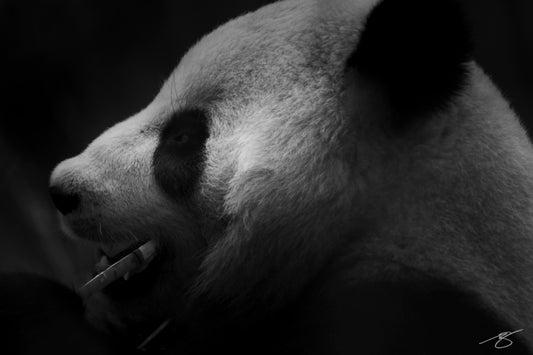 Black and white panda portrait — fine-art wildlife photography by Beau Jesse Johnston.