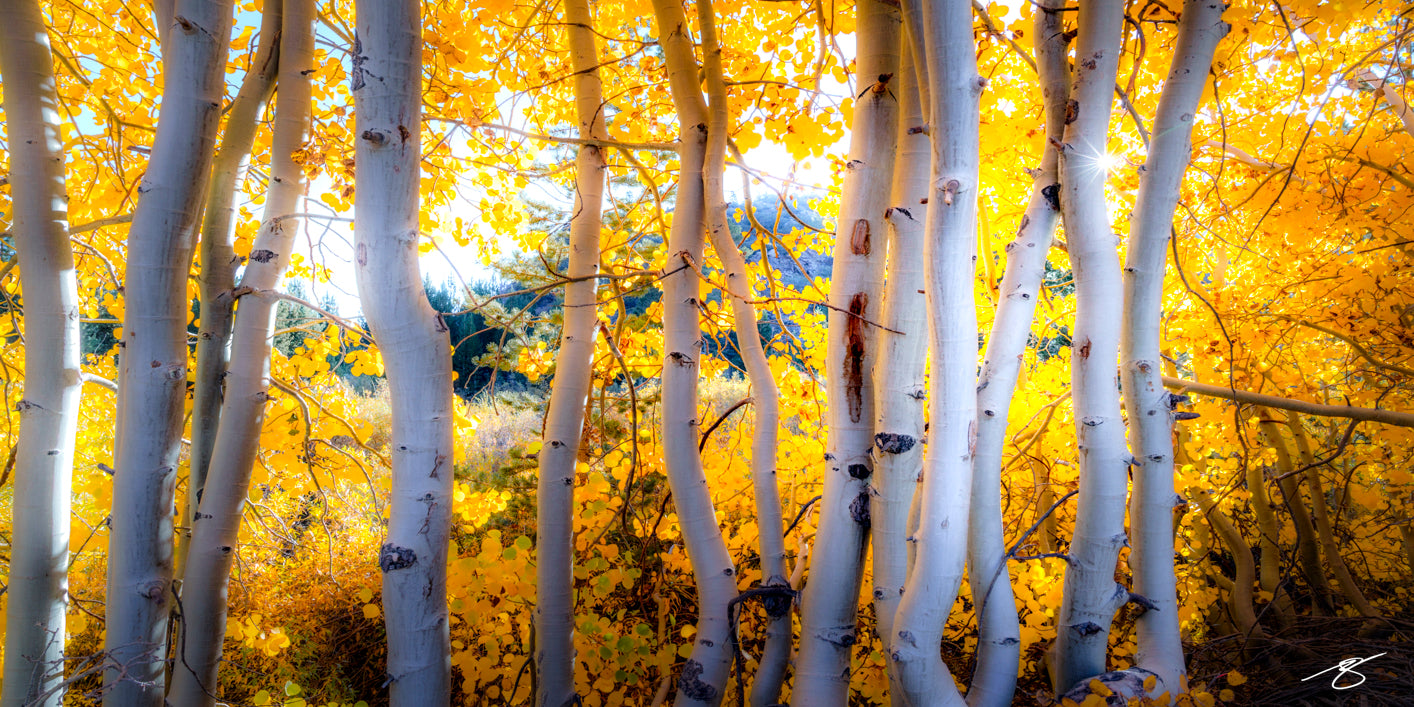 Golden aspen trees glowing in sunlight during autumn in California’s Eastern Sierra, fine art photo by Beau Jesse Johnston.