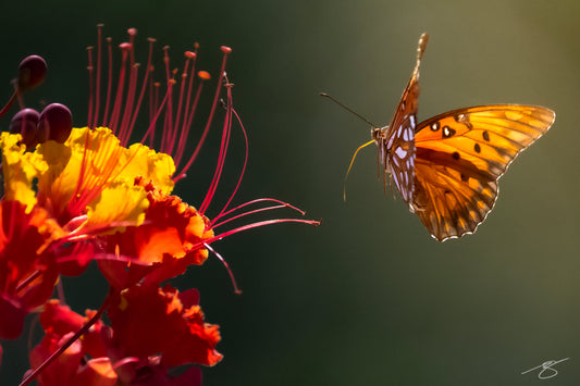 Butterfly mid-flight beside vivid red and yellow desert flowers — fine art macro photography by Beau Jesse Johnston.
