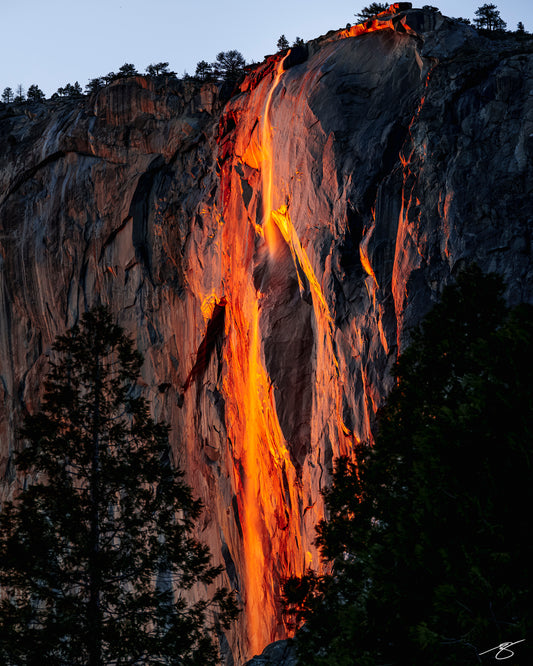 Vertical photo of Yosemite’s Horsetail Fall glowing bright orange at sunset on El Capitan, framed by dark pine trees—“firefall” effect