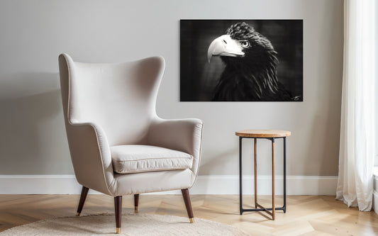 Stellar's Sea-Eagle