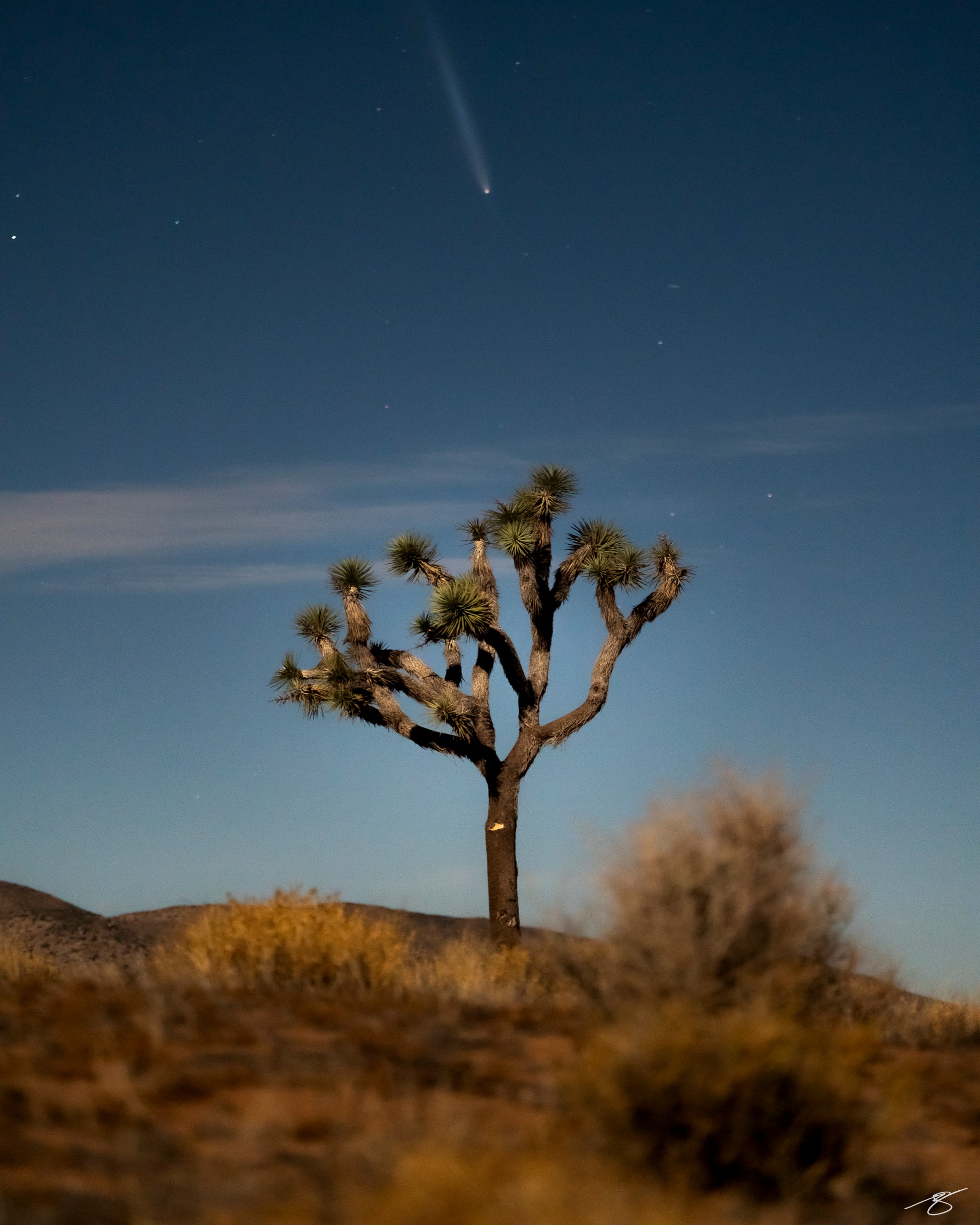 Fine art astrophotography featuring a lone Joshua tree beneath a bright comet streaking across the night sky. The moonlit desert foreground shows soft shrubs and earthy textures, creating a peaceful blend of celestial motion and high-desert stillness.